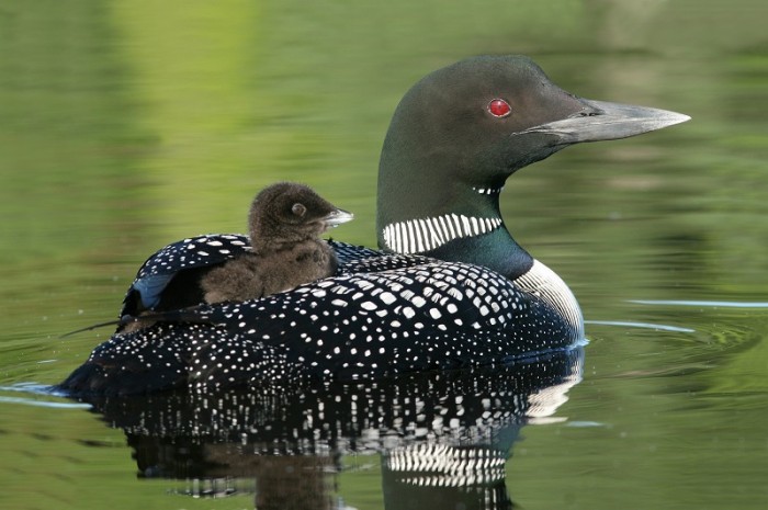 loon and chicks